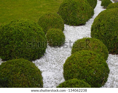 garden detail with box trees and white gravel