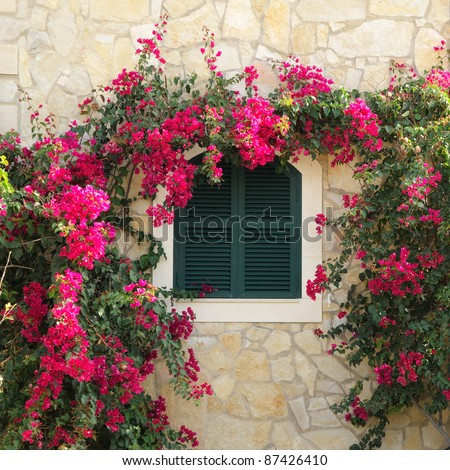Closed window surrounded by bougainvillea