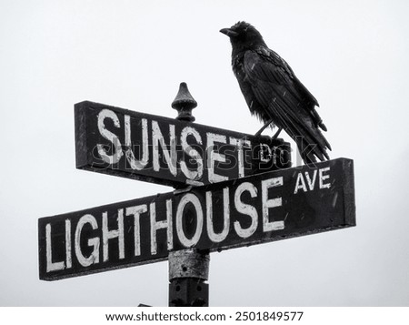 Similar – Image, Stock Photo A raven crow at the coffee klatsch in the garden cafe