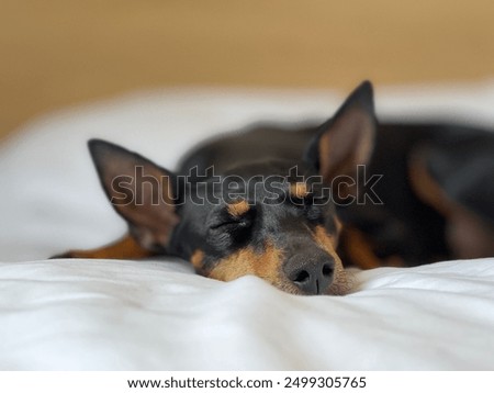 Foto Bild Terrier sleeping contentedly on a high stack of cozy pillows