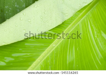 Banana Tree Leaf with Rain