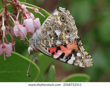 Similar – Foto Bild Vanessa cardui. Bunter Schmetterling auf einem Blatt sitzend. Selektiver Fokus auf Makrofotografie.