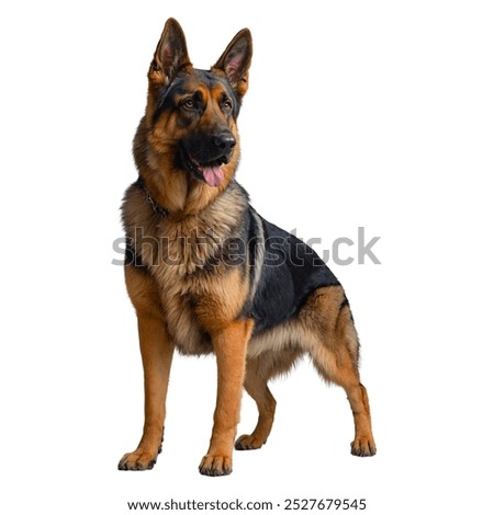 Similar – Image, Stock Photo German shepherd dog on a meadow