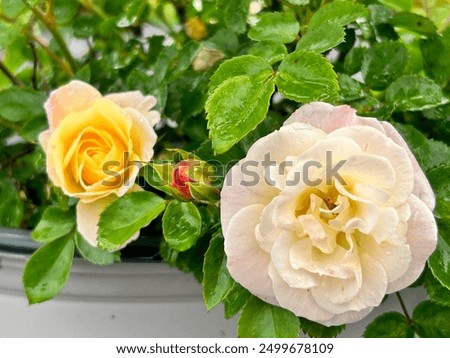 Similar – Foto Bild im See treibende rosa Blüten