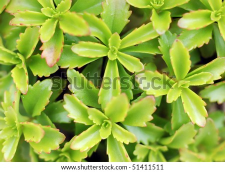 Simple green background of leaves