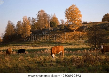 Similar – Image, Stock Photo Brown cow grazing on a meadow