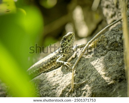 Similar – Image, Stock Photo Wall lizard sunbathing on a natural stone wall