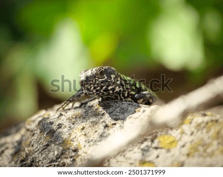 Similar – Image, Stock Photo Wall lizard sunbathing on a natural stone wall