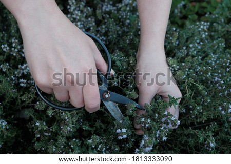 Thyme herb. Spicy herbs in the garden. Growing and cutting thyme.Female hands with black garden shears and thyme herb. Clean eco-friendly farming.Fragrant herbs and spices. bio food