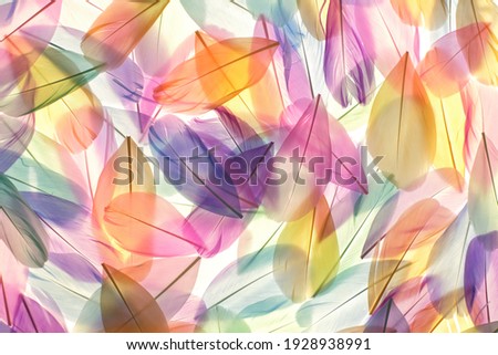 Feathers multicolored background in pastel colors. Feathers set pattern. Natural pastel feathers set in muted colors.Beautiful natural feathers surface. Feather wallpaper.nature materials background