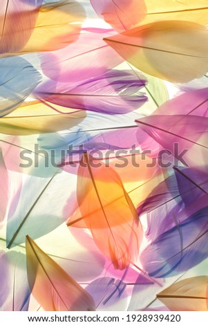 Feathers multicolored background in pastel colors. Feathers  pattern. Natural pastel feathers in muted colors.Beautiful natural feathers surface. Feather wallpaper.nature materials background