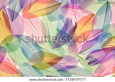 Feathers multicolored background in pastel colors. Feathers set pattern. Natural pastel feathers set in muted colors.Beautiful  feathers surface. Feather wallpaper.nature materials background