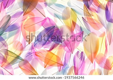 Feathers multicolored background in pastel colors. Feathers pattern. Natural pastel feathers  in muted colors.Beautiful feathers surface. Feather wallpaper.nature materials background	