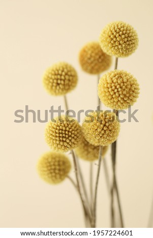 Similar – Image, Stock Photo Craspedia globosa dry flowers