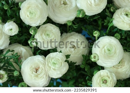 Similar – Image, Stock Photo Bouquet of ranunculus in a red and white jug standing on a wooden table. Next to it a part of a chair can be seen.