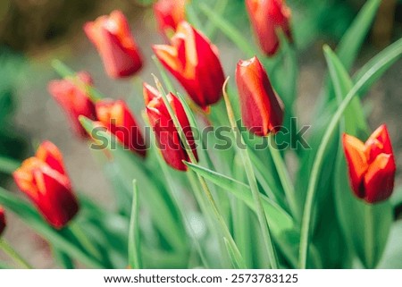 Similar – Image, Stock Photo a tulip blooms red and passionate