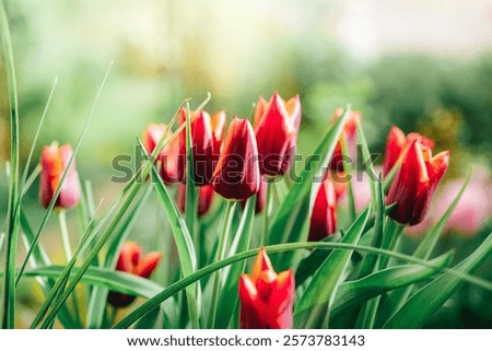 Similar – Image, Stock Photo a tulip blooms red and passionate