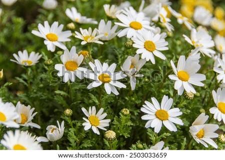 Similar – Image, Stock Photo White daisies on a pink background