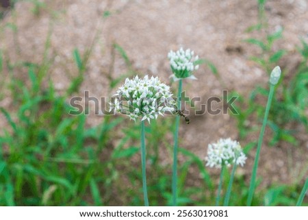 Similar – Image, Stock Photo White chive blossom with green stems parallel