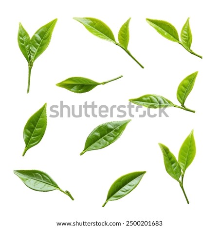 Tea Leaves on a White Transparent Background PNG