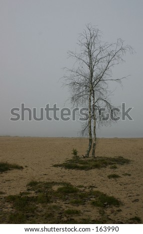 Birch at the end of the world