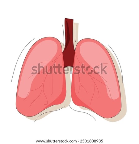 Lungs human internal organ Vector . Human lungs. Sars disease, coronaviruses in the lung. 