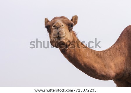 Similar – Image, Stock Photo Funny camels in desert