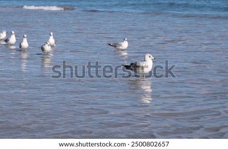 Similar – Image, Stock Photo Seagull in focus