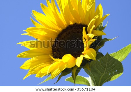 Sunflower blooming against a brilliant blue sky.