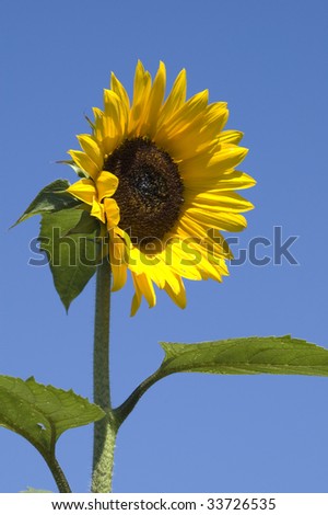 Sunflower growing high into the brilliant blue sky.