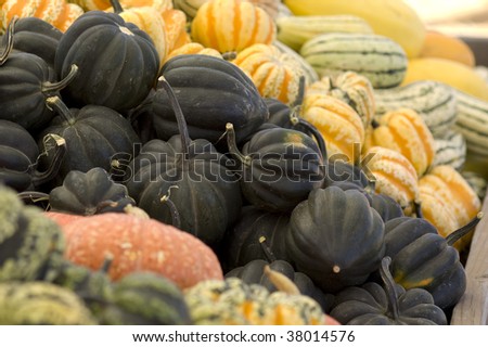 Black acorn squash at the market.