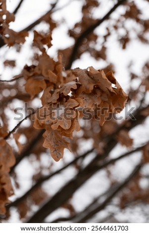 Similar – Foto Bild Frost auf einem Eichenblatt