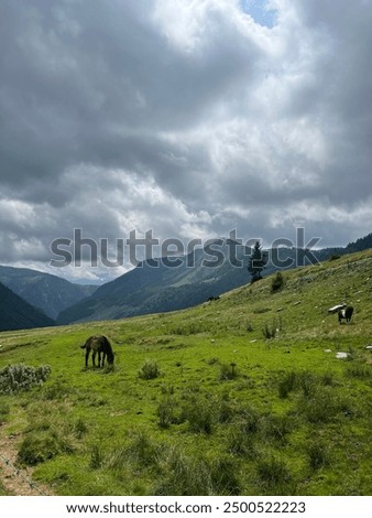 Similar – Image, Stock Photo Horses grazing in green meadow