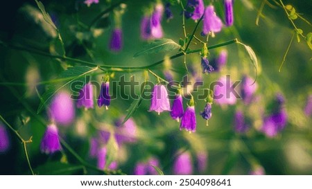 Similar – Image, Stock Photo Purple bellflower with hanging green flower stems and wilted flower buds, seen from the bird’s eye view, in a white, transparent glass vase on a black background. Bouquet of the beautiful, wild Campanula from above, decorative on dark table.