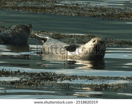 Similar – Image, Stock Photo Further wet beach in the shimmer of the sunset. Waves, clouds and people in the distance.
