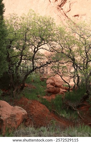 Similar – Image, Stock Photo Rock formation near path in nature