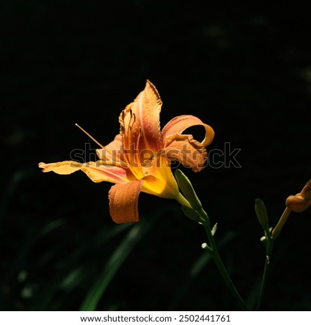 Similar – Image, Stock Photo Yellow flowers of Daylily also known as Hemerocallis sp.