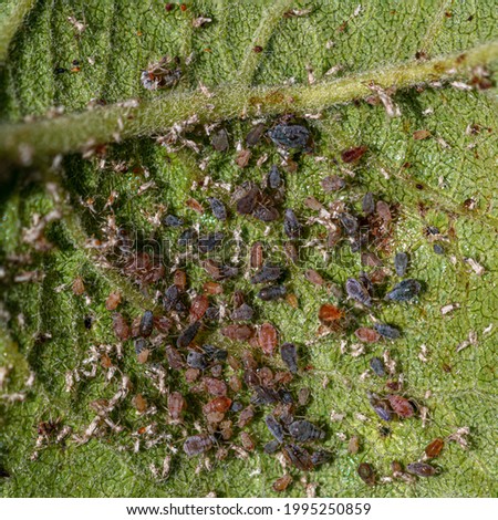 Greenfly aphids feeding on the underneath of an apple tree leaf Zdjęcia stock © 