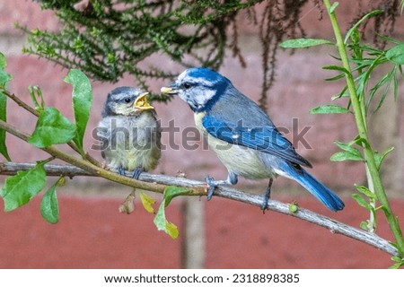 Image, Stock Photo Blue tit offspring in the tree