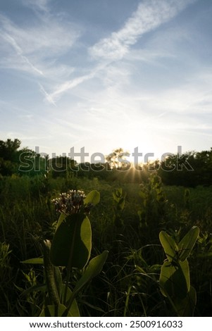 Similar – Image, Stock Photo Flowery moment Meadow