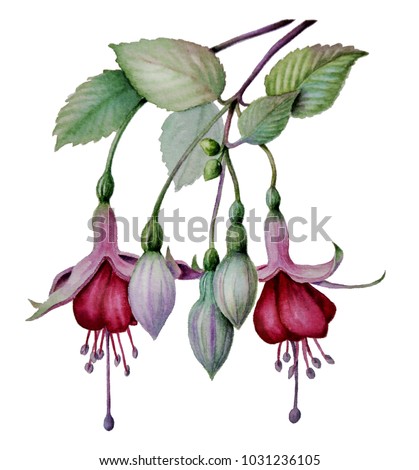 watercolor fuchsia flower sketch