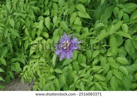 Similar – Image, Stock Photo Purple bellflower with hanging green flower stems and wilted flower buds, seen from the bird’s eye view, in a white, transparent glass vase on a black background. Bouquet of the beautiful, wild Campanula from above, decorative on dark table.