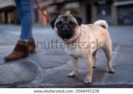 Carlin dog close up portrait in the street. Shallow depth of field. Photo stock © 