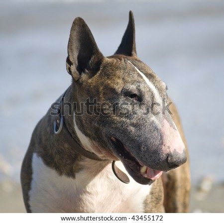 Bull terrier on the beach.