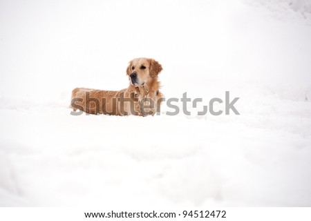 Golden Retriever playing outside in the snow.