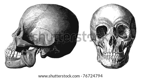 Vector skull from atlas published in 1851 (The iconographic encyclopedia of science, literature and art). Front and lateral view. Other engraved illustrations in my portfolio.