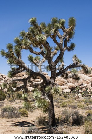 Image shows an old Joshua tree in the sun