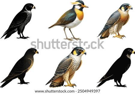 Falcon bird illustration vector design 