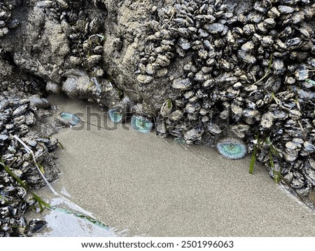 Similar – Foto Bild Jede Menge Muscheln an der Küste Portugals