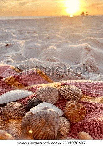 Image, Stock Photo Shells on a golden beach, sand texture